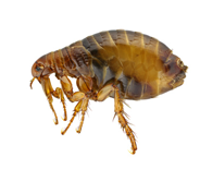 Pest Control • Mississippi • Gulf Coast • Pest Control Gulfport • Pest Control Biloxi