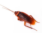 american roach control silverfish control • roach control • exterminator • bug man