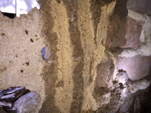 Active Termites found in Sldiell.